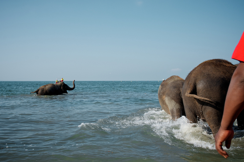 Le dernier bain des éléphants du cirque KNIE à Bellerive