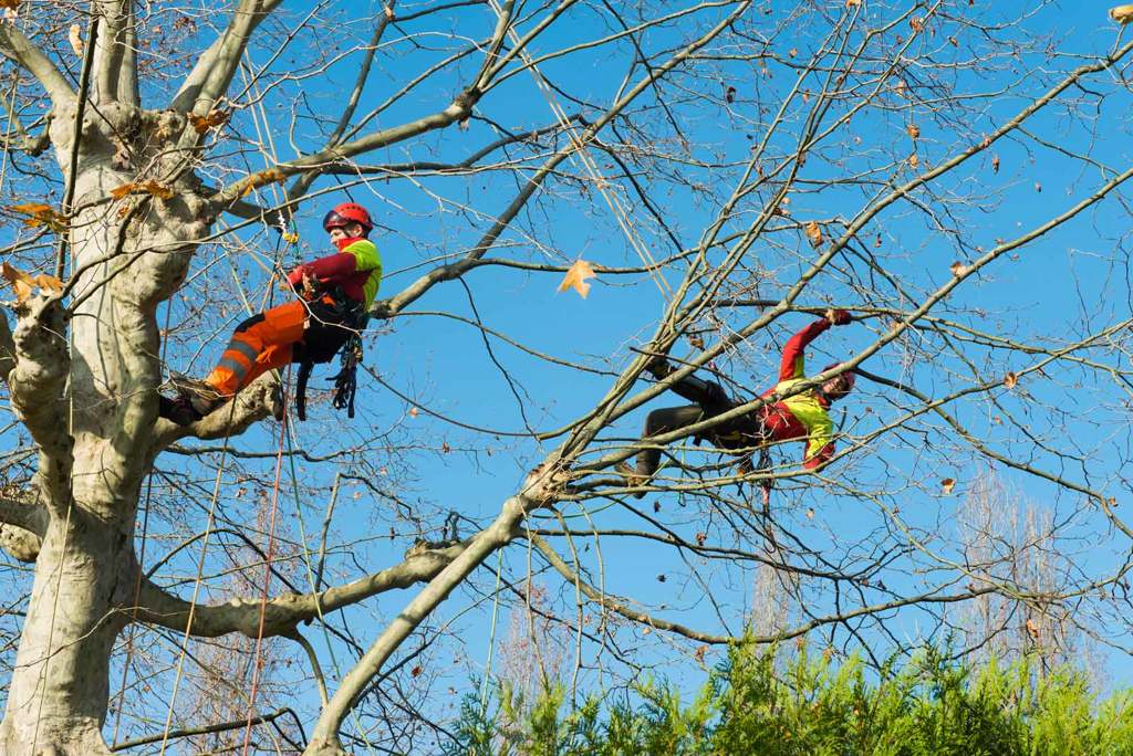Elagage des arbres par les paysagistes de la ville de Lausanne