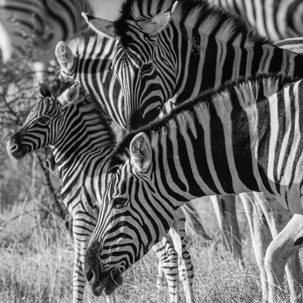 Namibie 2025
