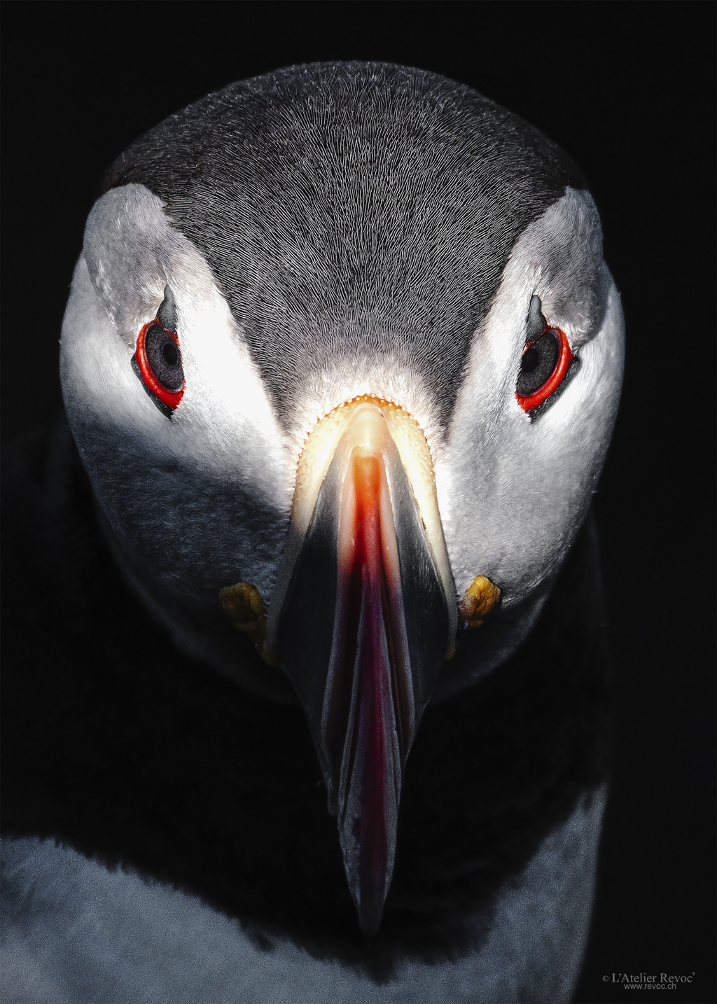 Portrait d'un macareux moine en lumière naturelle